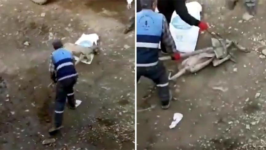 Belediye personelinin eziyet ettiği köpeği vali sahiplendi
