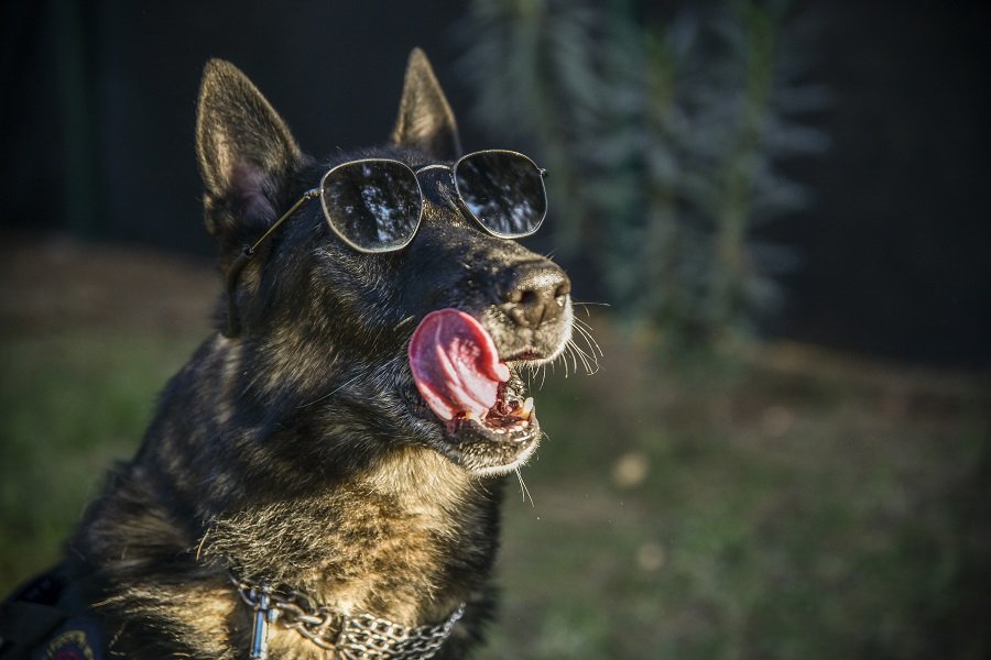 Türkiye'nin çeşitli kentlerinde düzenlenen terörle mücadele operasyonlarında görev alarak önemlibaşarılara imza atan Belçika Malinois cinsi 'Timsah' adlı bomba arama köpeği emekliye ayrıldı.
