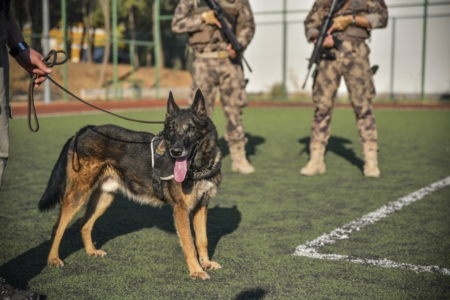 Özellikle Doğu ve Güneydoğu Anadolu bölgelerinde terör örgütüne yönelik düzenlenen meskun mahal operasyonlarında görev alan dedektör köpek, çok sayıda patlayıcının bulunup imha edilmesine katkı sağladı.