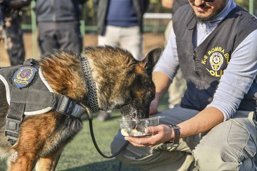 Kendisi için hazırlanan özel yaş pastayı alkışlar eşliğinde yiyen Timsah, partinin ardından son defa hünerlerini sergiledi. Törenin sonunda her bir polise patisini uzatarak veda etti.