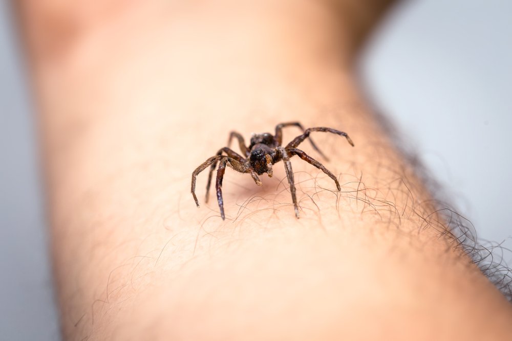 Hepsinden öte, geçen yıl Evolution and Human Behavior ‘da yayımlanan bir çalışmaya göre; Afrika'daki atalarımız milyonlarca yıl boyunca bu sekiz bacaklı yaratıklarla aynı yaşam alanını paylaşmıştır ve örümceklere özgü gelişen bu tetikte olma halinin temelinde; onları hayatımız için tehlike arz eden öldürücü ısırıklara sahip canlılar olarak görmemiz yatıyor olabilir.