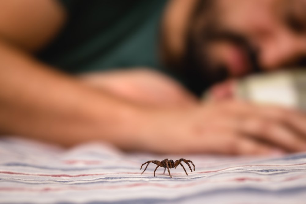 İnsanların örümcekleri fark etmeye özgü bir göze sahip olup olmadıklarını test etmek için, bilimciler; bilgisayar ekranında gösterilen çizgilere bakmalarını ve en uzununu seçmeleri gibi basit bir görevi yerine getirmeleri için üniversite öğrencilerini bir araya topladılar.