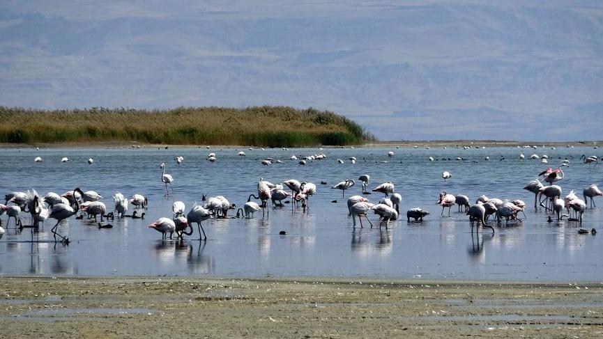 Erciş’te kuş gözlem istasyonu kurulacak