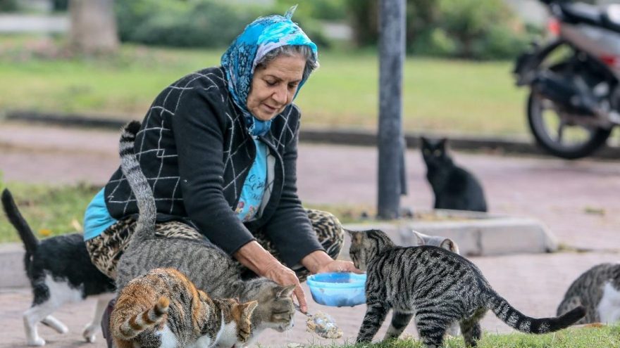Yaz kış demeden parkta yaşayan 150 kediyi besliyor