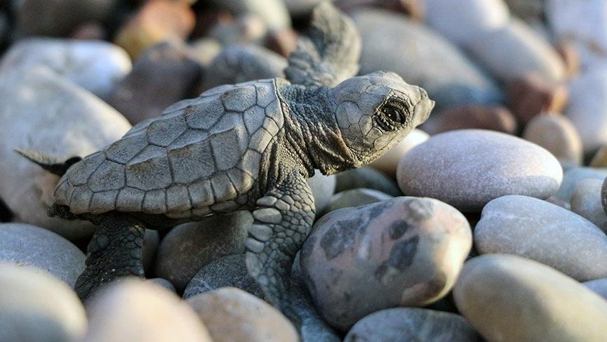 Eğlence uğruna 11 caretta caretta yuvası tahrip oldu