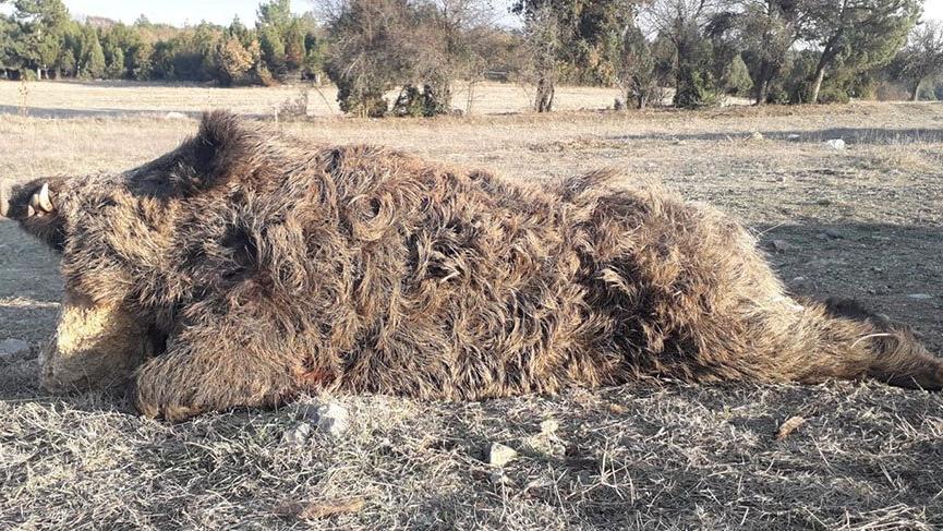 Bursalı avcılar 250 kiloluk yaban domuzu vurdu