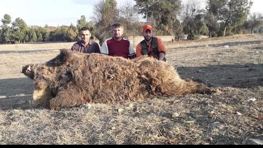 252 kiloluk yaban domuzunu avladılar