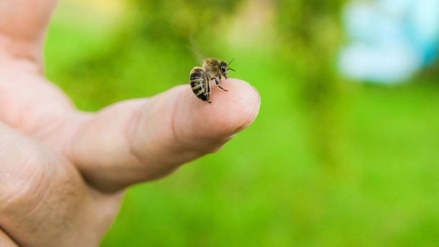 Arı sokması nasıl anlaşılır? İşte arı sokması belirtileri…