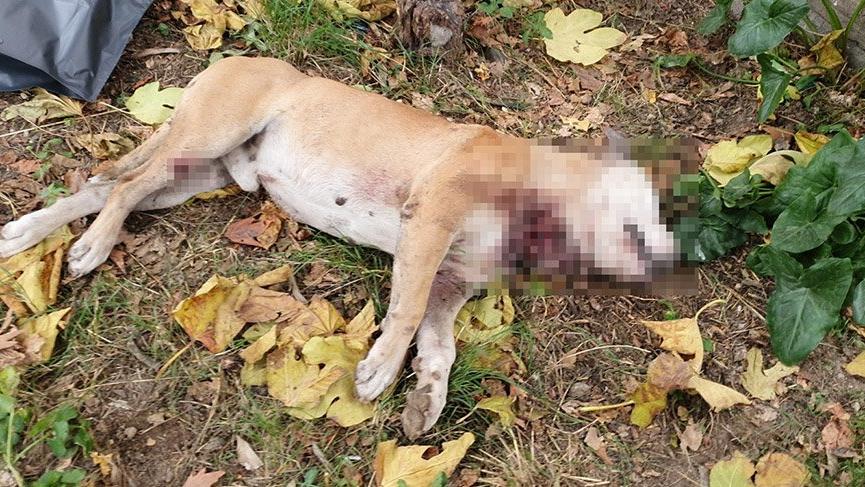 Okul bahçesinde, boğazı kesilmiş köpek ölüsü bulundu
