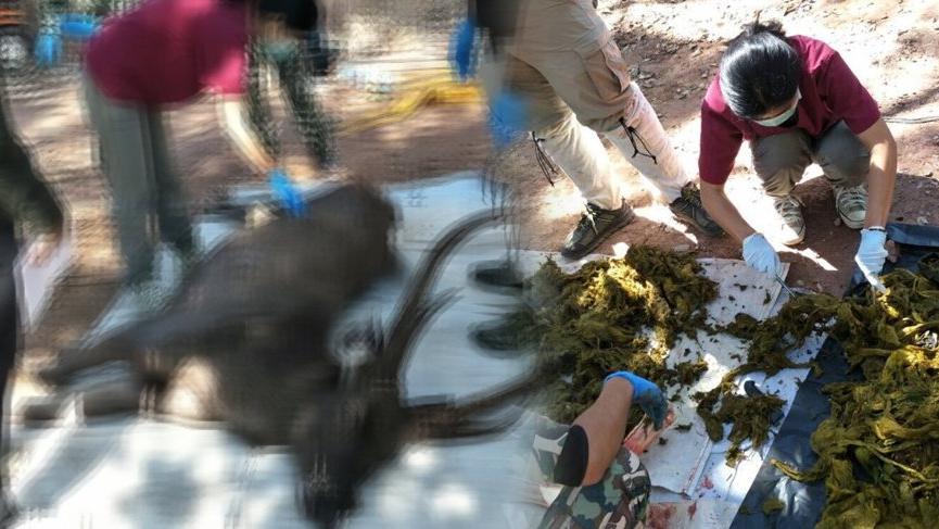 Tayland’da geyiğin midesinden 7 kilogram çöp çıktı