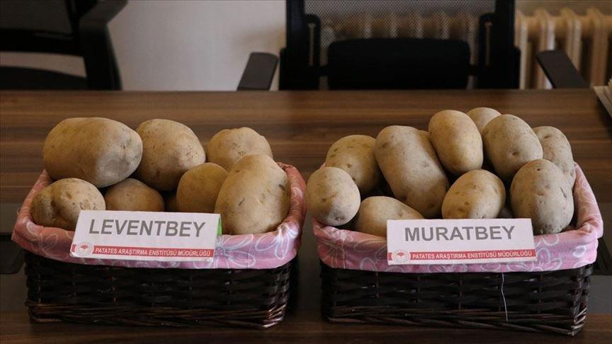 Yerli patates gelecek yıl çiftçinin kullanımına sunulacak