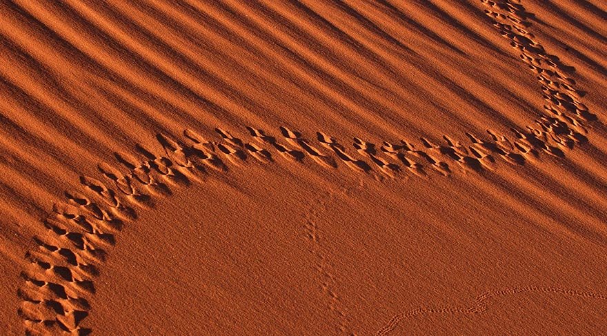 Çöl ve kurumuş ağaçların birlikteliğinden ortaya çıkan bu eşsiz manzara, başta fotoğraf tutkunları olmak üzere çok sayıda turisti bölgeye çekiyor.