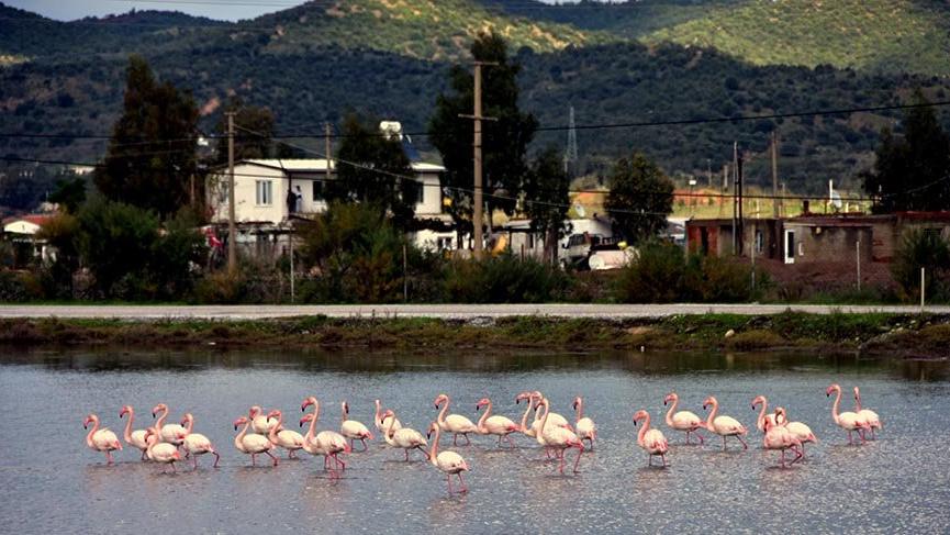 Flamingolar görsel şölen oluşturuyor