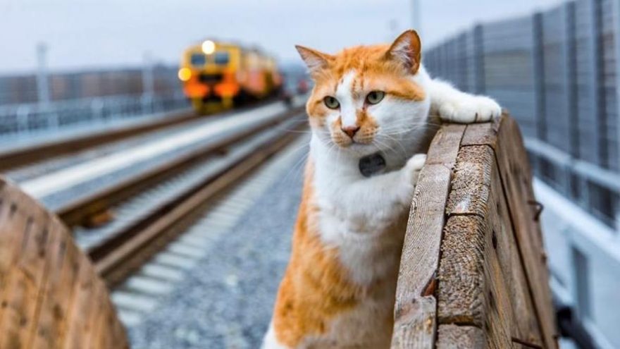 Kerç Boğazı Köprüsü’nün maskotu kedi için doğum günü partisi düzenlendi