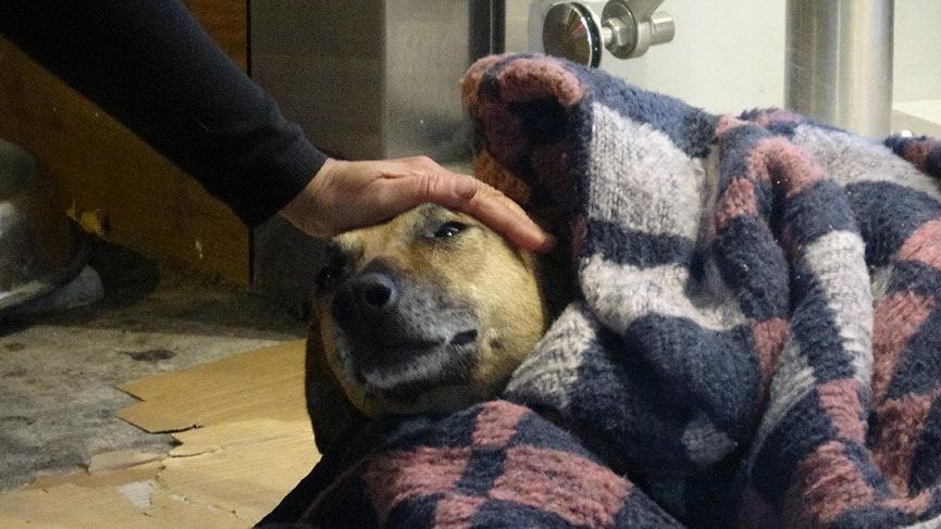 Soğuktan titreyen köpeği battaniye ile ısıttılar