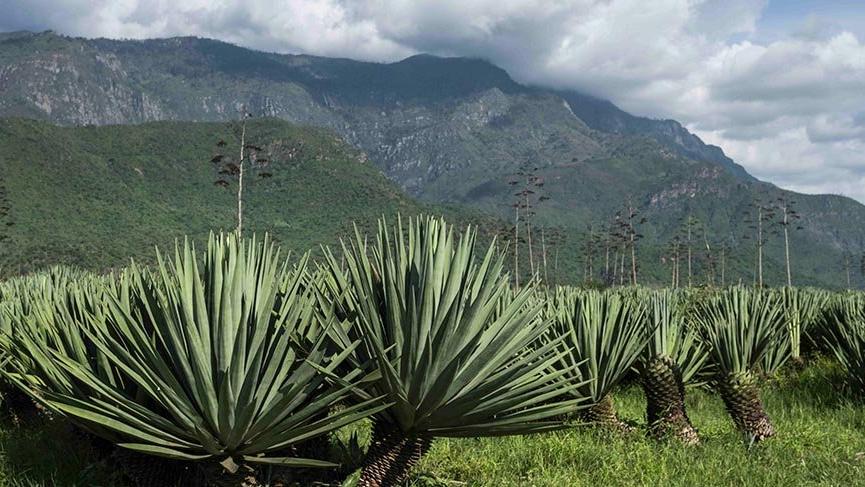Dünyada en çok Yukatan’da üretilen ‘Agave Sisalina’ bitkisi