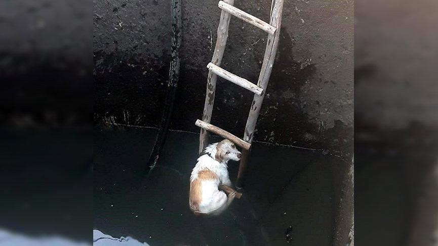 Fethiye’de su kuyusuna düşen köpeği itfaiye kurtardı