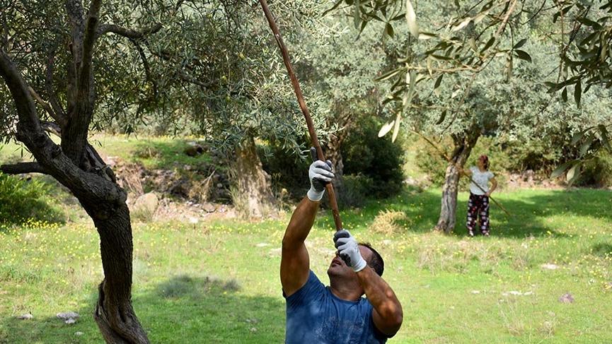 Ege’de 2600 yıldır yaşatılan zeytin kültürü