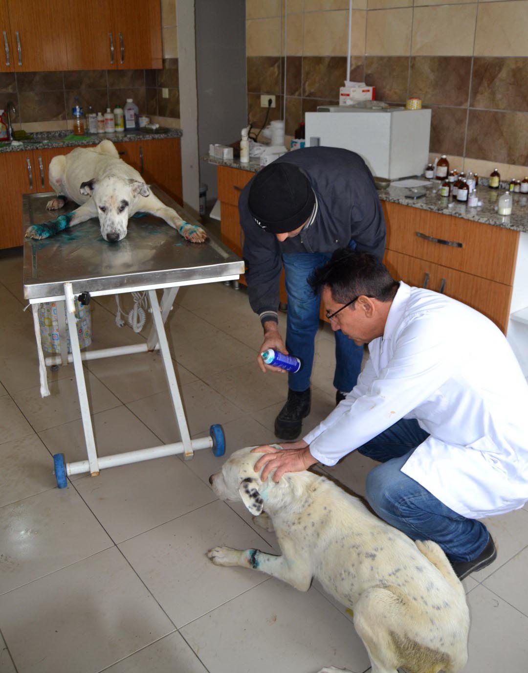 Köpeklere işkence eden 3 kişi gözaltına alındı! Son dakika haberleri