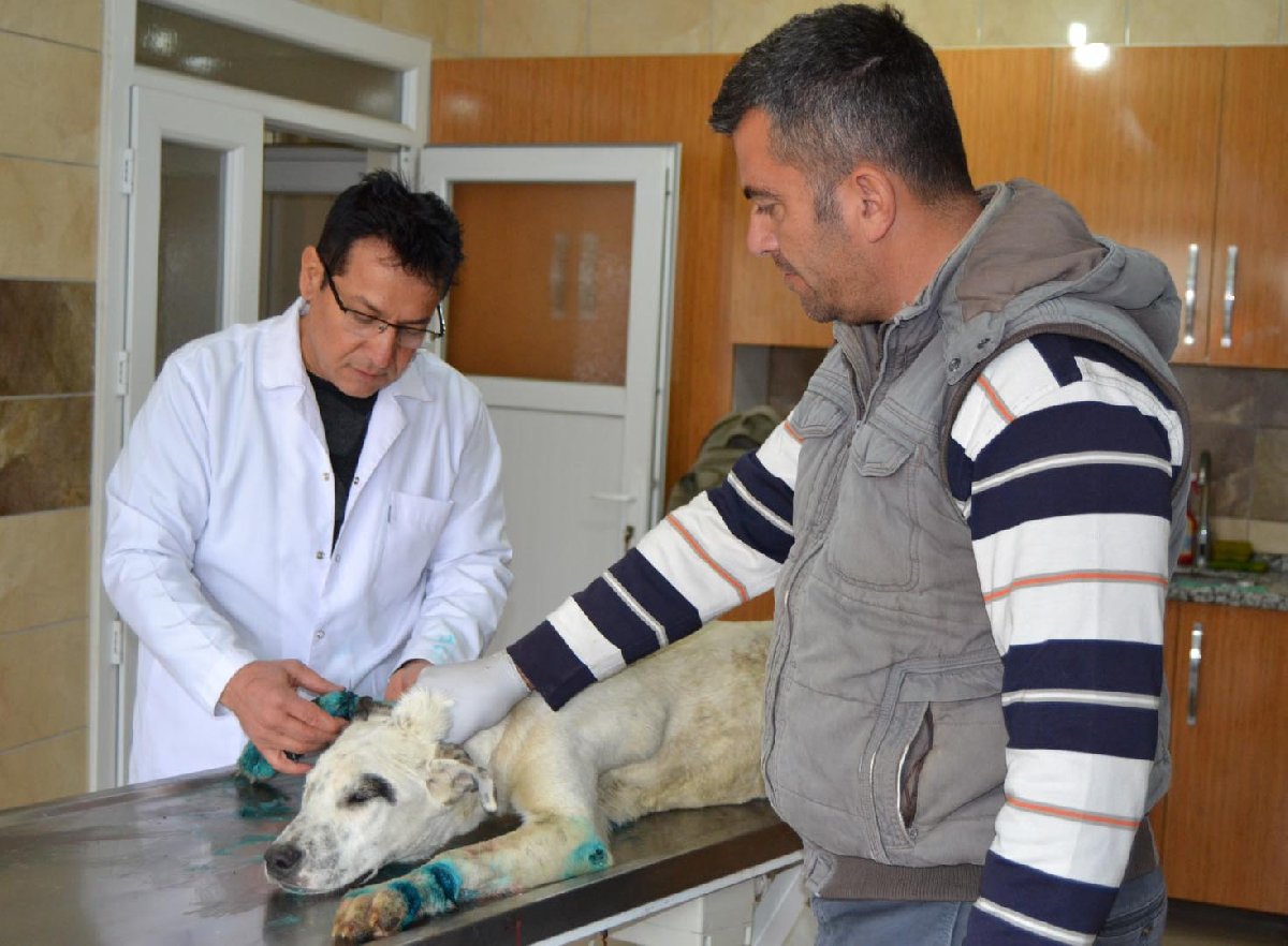 Köpeklere işkence eden 3 kişi gözaltına alındı! Son dakika haberleri