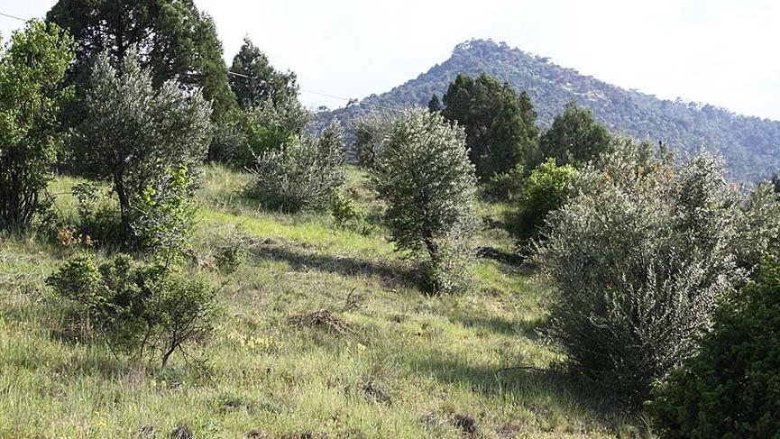 Dönmez: Madencileri zeytin üreticisi yaptık