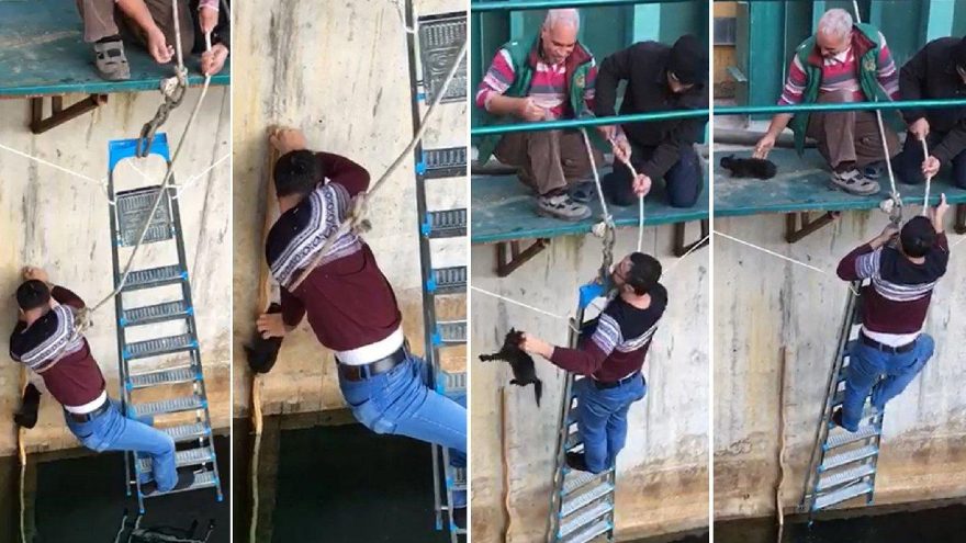 Yavru kediyi suya düşmekten son anda kurtardı