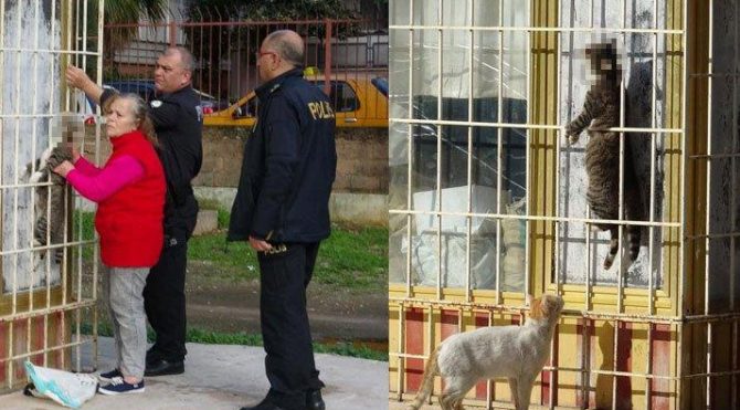 kedi korkunc halde bulunmustu o