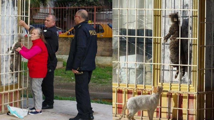 Kedi Korkunc Halde Bulunmustu O Caniyi Ozel Ekip Ariyor Son Dakika Haberleri