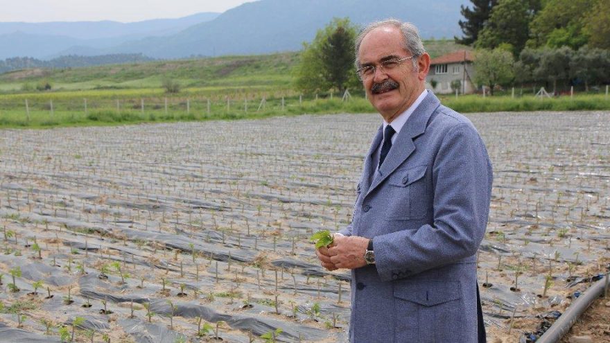 Eski maden ocakları doğaya kazandırılıyor