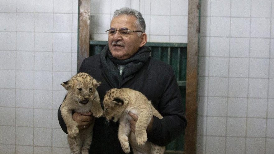 Yavru aslanların ismini vatandaşlar belirleyecek