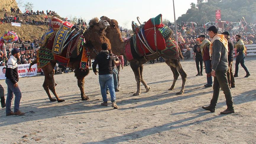 Geleneksel festivalde develer kıran kırana güreşti