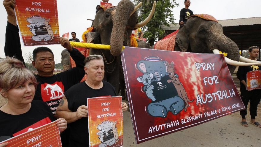 Filler ve öğrenciler Avustralya’da ölen hayvanlar için yürüdü