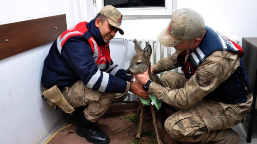 Yaralı karacaya jandarma sahip çıktı