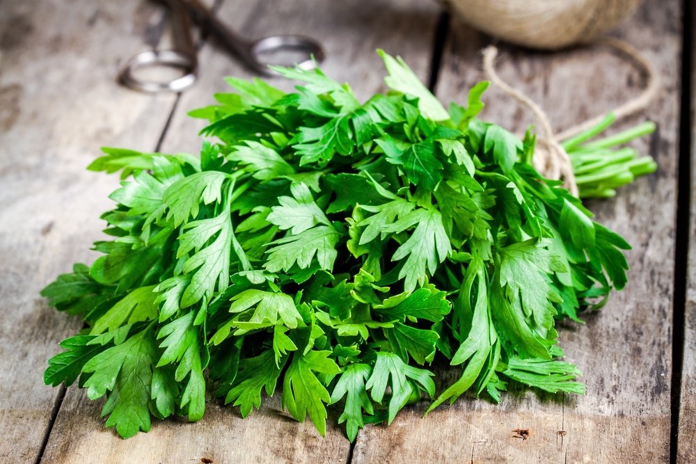 Maydanozun 30 gramının 1.92’si karbonhidrat, 0.90’nı protein, 0.24’ü yağ ve 1 gramı ise diyet lifinden oluşuyor. Bütün bu değerlerin toplamı 11 kaloriye denk geliyor. Bu yüzden maydanoz, kilo yönetiminde önemli bir yer tutuyor. Ayrıca besin elementleri yoğun bir bitki olan maydanozun glisemik indeks değerinin (32 )oldukça düşük olduğunu da belirtelim.