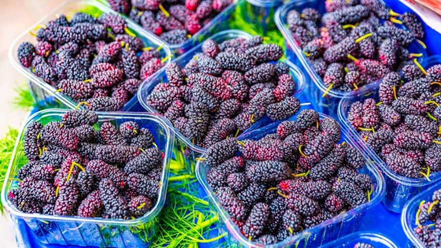Dutun besin değerleri ve kalorisi… Dut kaç kalori?