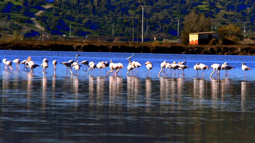 Muğla’nın kış güzelleri ‘Flamingolar’