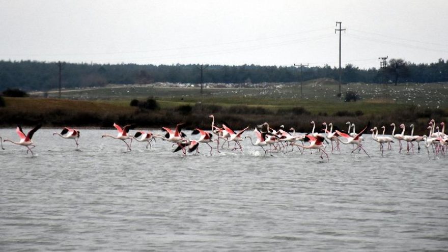 Edirne’de renkli flamingo karesi