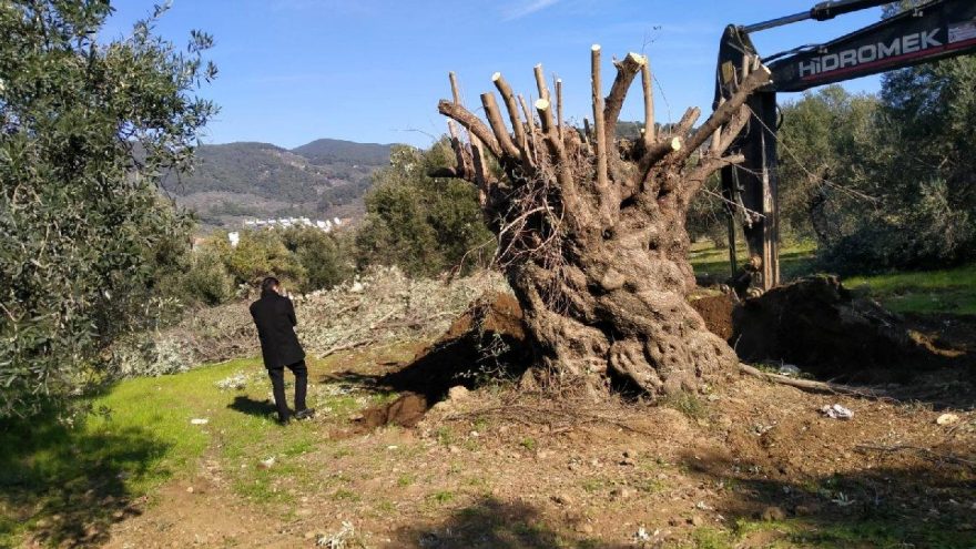 Bin yıllık zeytin ağacı yeni yerine taşındı