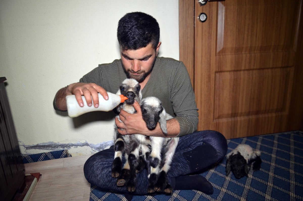 Erken doğan kuzulara bebek gibi bakıyor Güncel yaşam haberleri