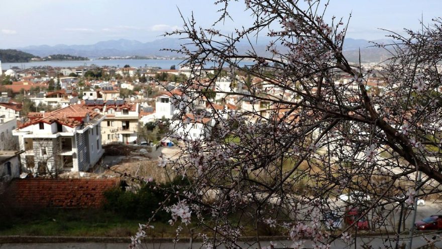 Fethiye’de bademler çiçek açtı