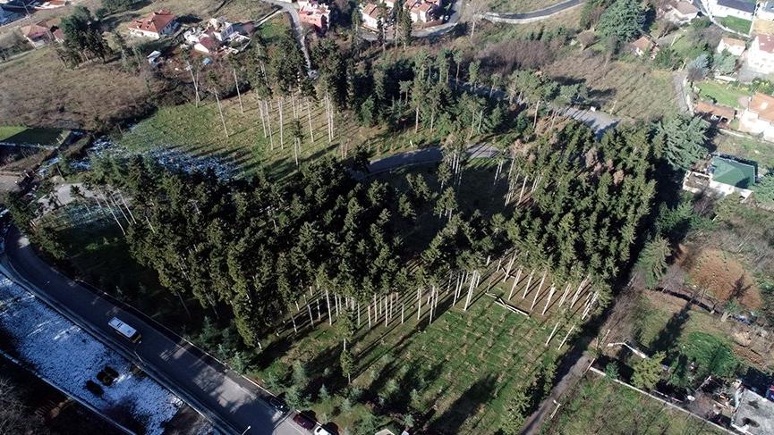 Atatürk Köşkü Ormanları, böcek istilasından kurtarıldı