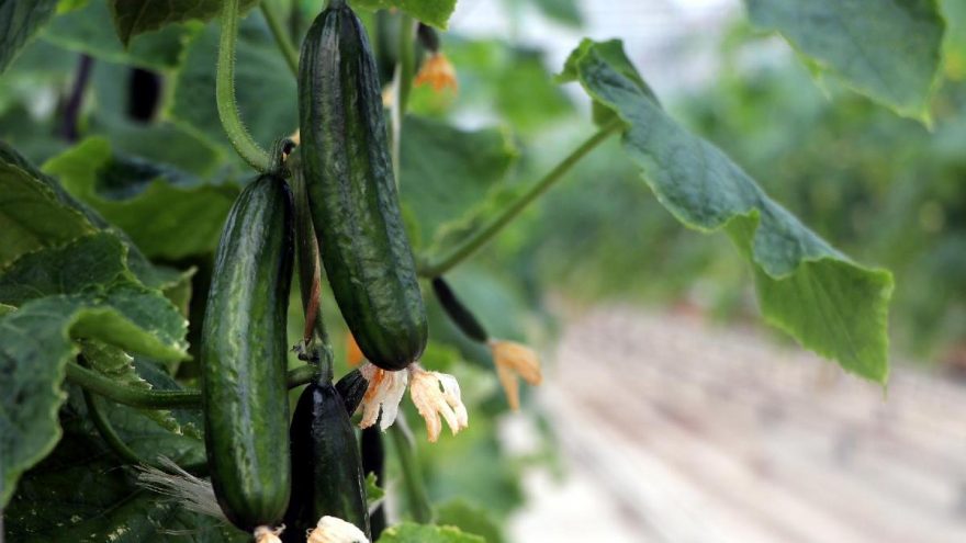 Ocak Ta En Cok Salatalik Fiyati Artti Etek Fiyati Dustu Ekonomi Haberleri