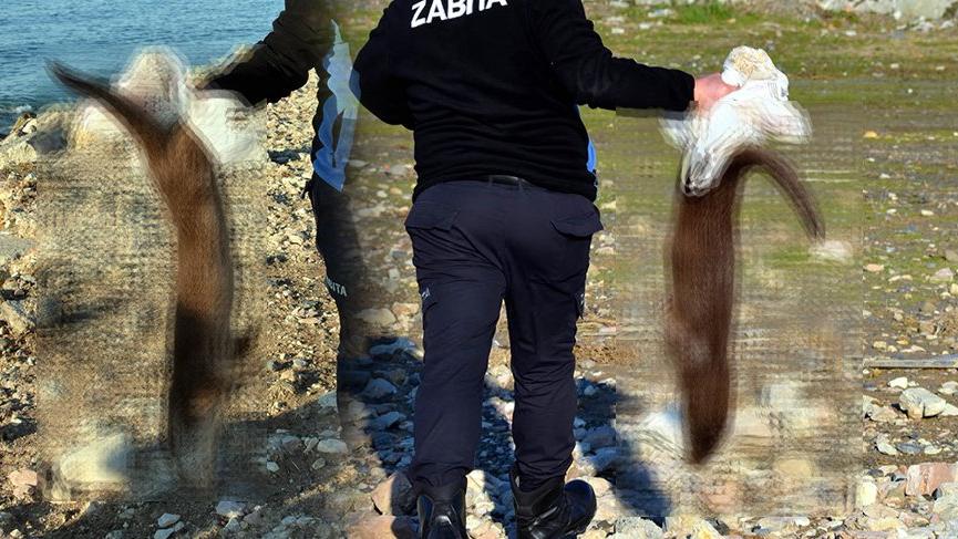 Nesli tükenmekte olan su samuru ölü bulundu