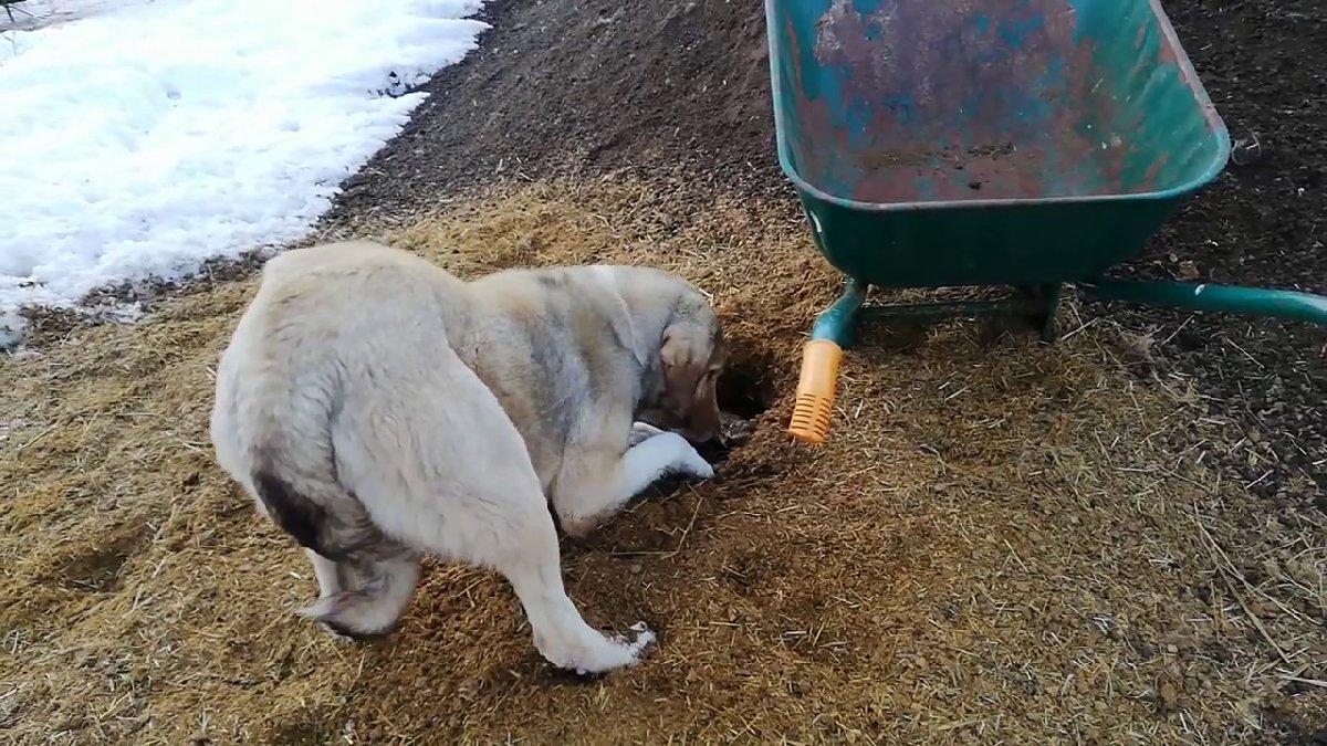 Anne köpek ölen yavrusunu kendi gömdü Sözcü Gazetesi