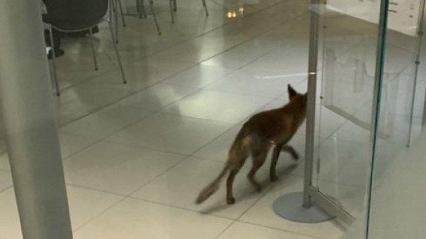 İngiltere parlamento binasında panik!