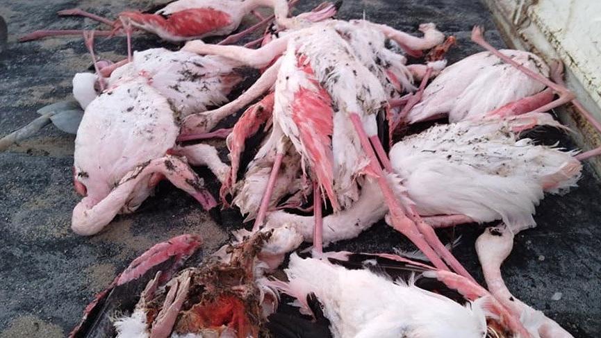 İvriz Baraj Gölü’nde 12 flamingo ölü bulundu