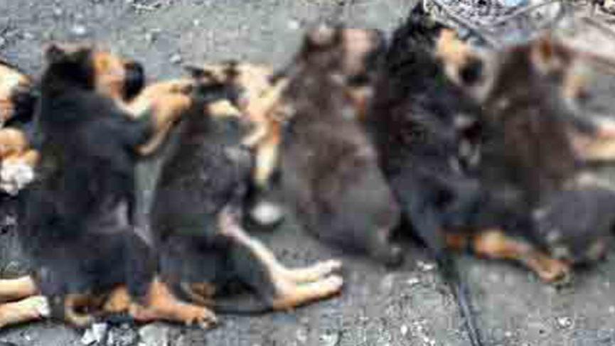 Korkunç olay! Yavru köpekleri zehirlediler