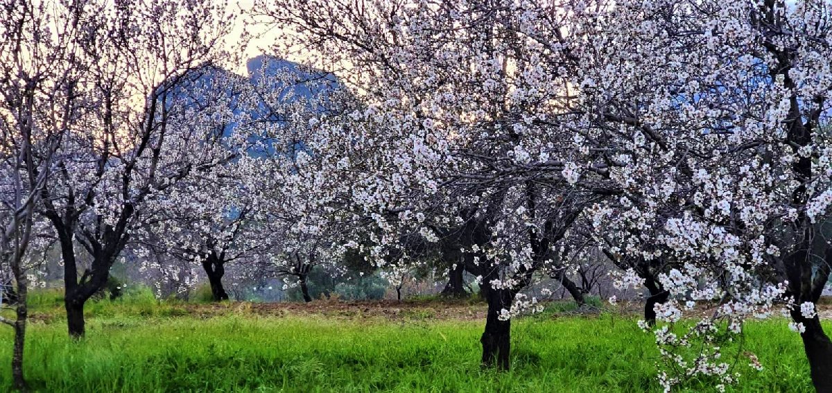 arkada-apaci-kayasi-onde-gelinligi-andiran-beyazlar-altinda-datca-fotomustafa-sariipek-4.jpg