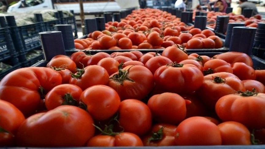 Domatesle ilgili korkutan açıklama! ‘Böyle giderse…’