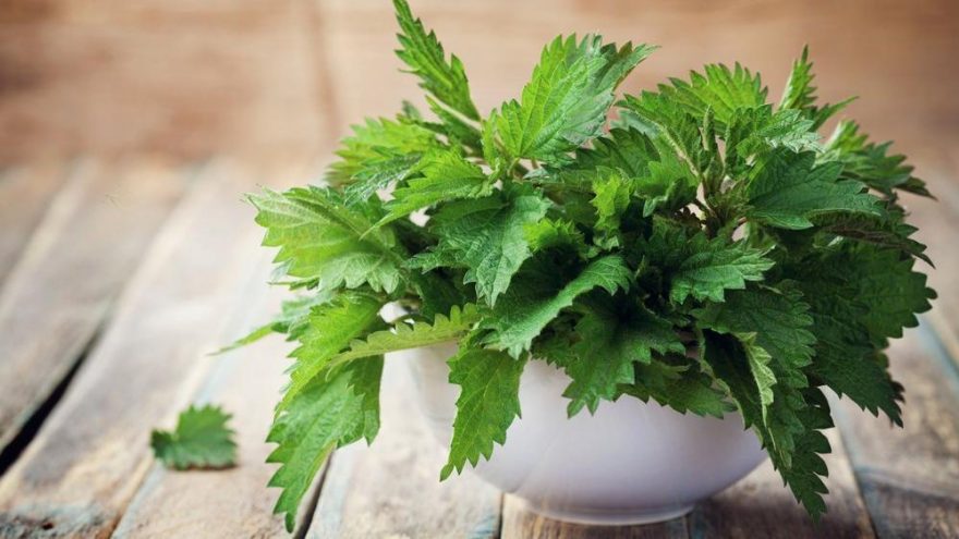 Isırgan otu kaç kalori? Isırgan otunun besin değerleri ve kalorisi…